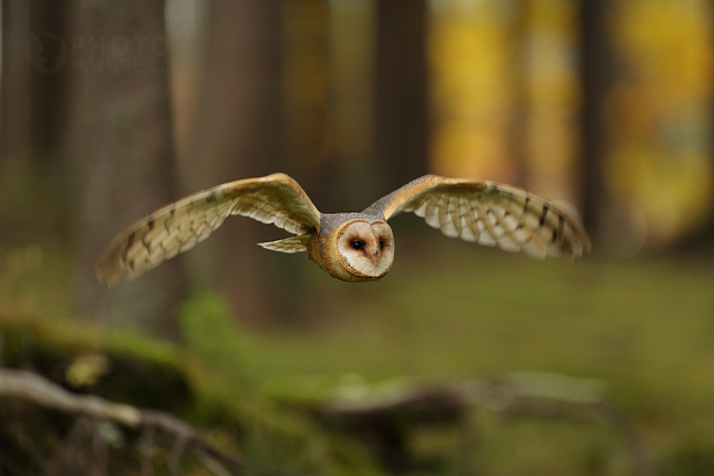 Barn Owl 