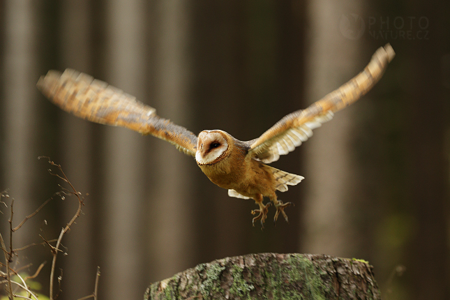 Barn Owl 