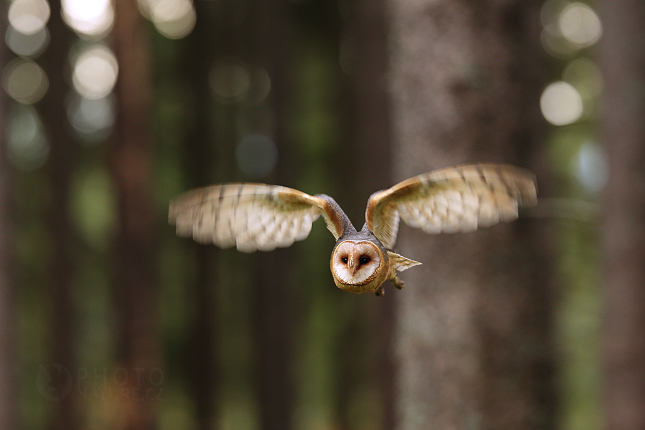 Barn Owl 