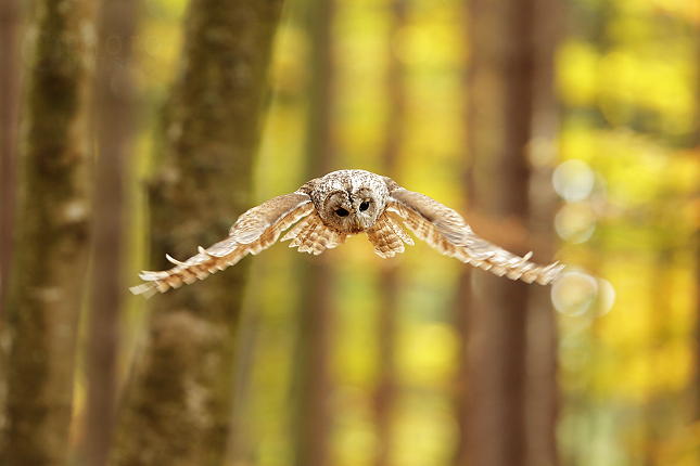 Tawny Owl