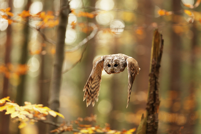 Tawny Owl