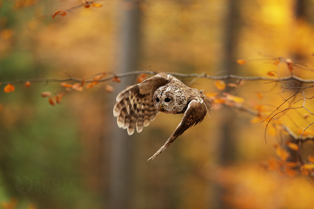 Tawny Owl