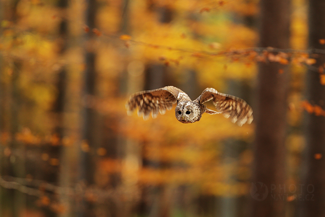 Tawny Owl