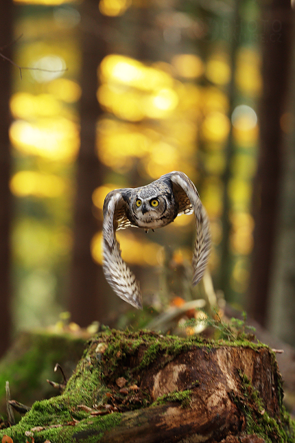 Great Horned Owl