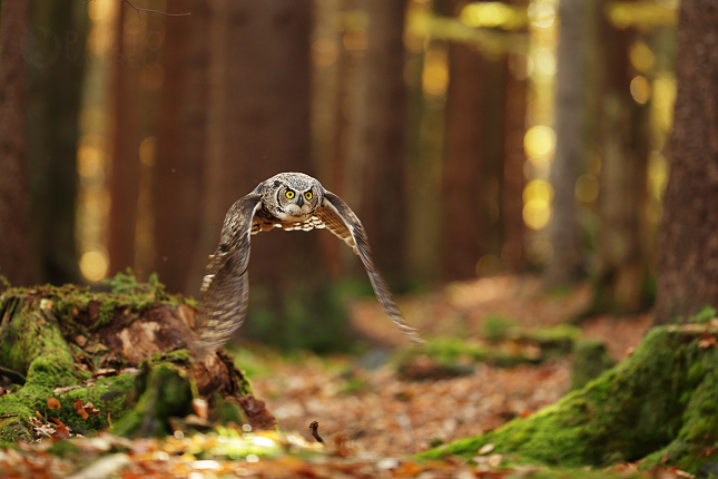 Great Horned Owl