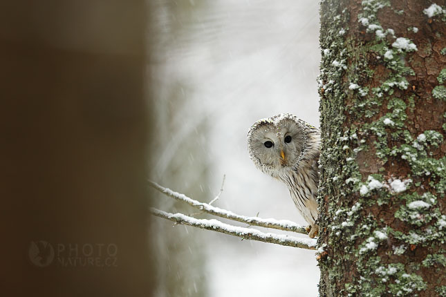 Ural Owl 