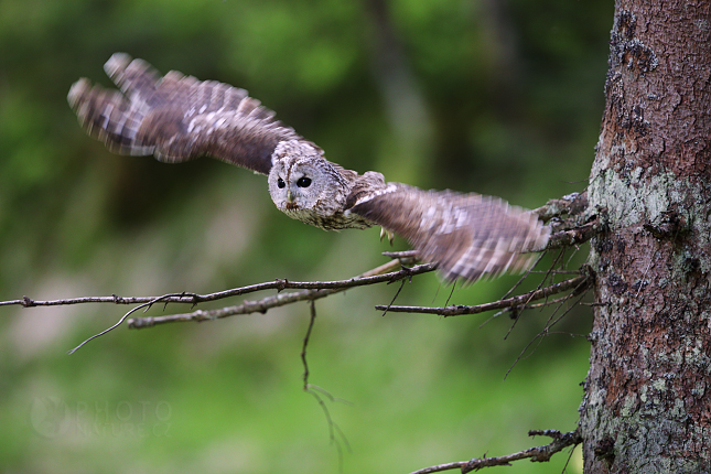 Eurasian Tawny Owl