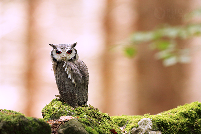 Southern White-faced Scops Owl