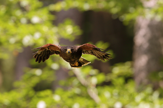 Harris hawk