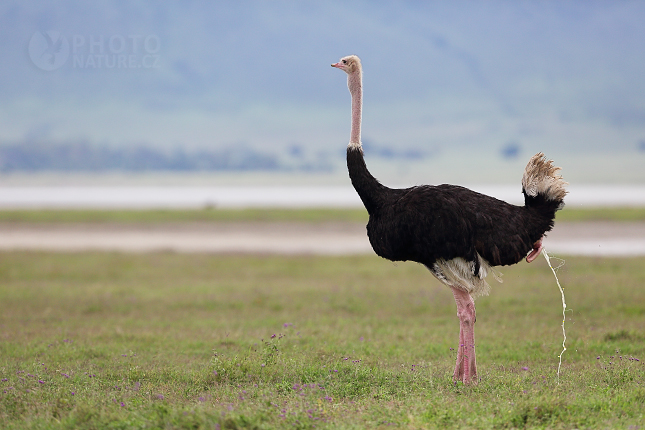 Ostrich, Autor