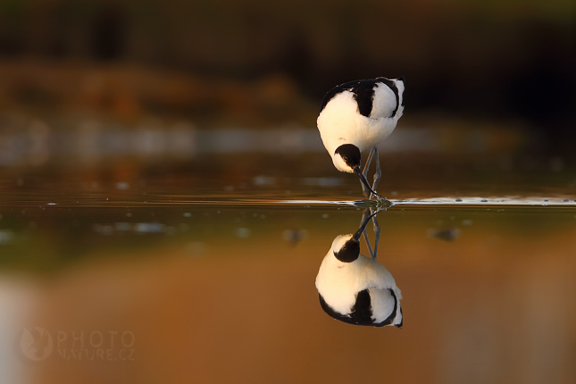 Pied Avocet (Recurvirostra avosetta), Texel