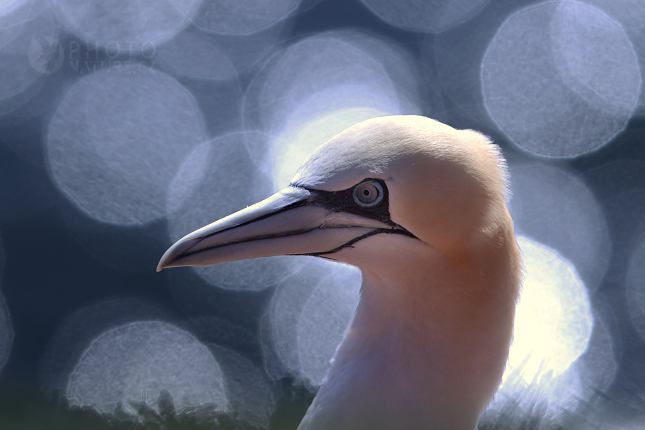 Northern Gannet (Sula bassana), Německo