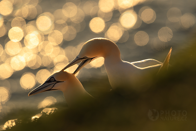 Northern Gannet (Sula bassana), Německo