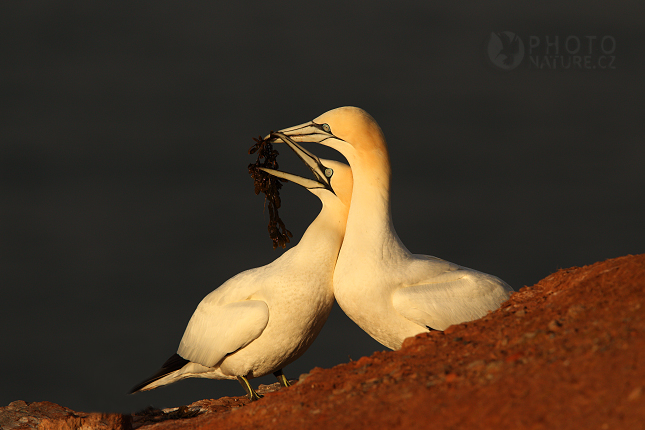 Northern Gannet (Sula bassana), Německo