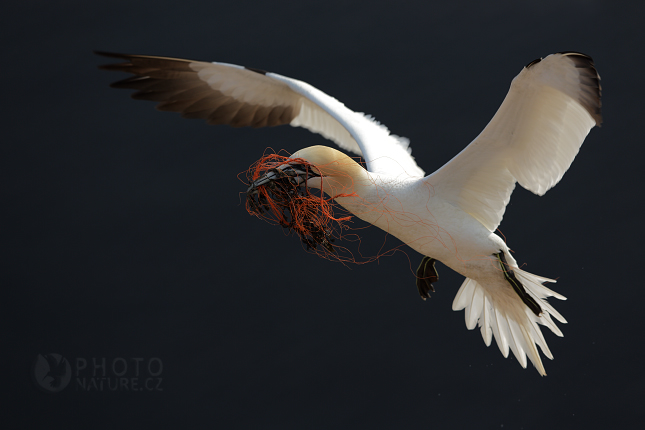 Northern Gannet (Sula bassana), Německo