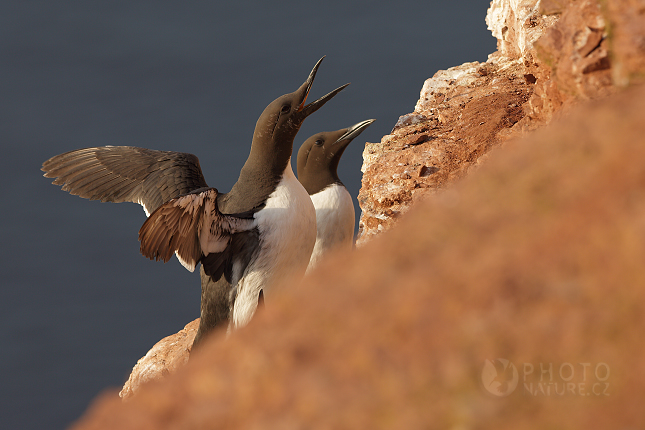 Common Guillemot  