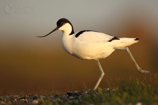 Pied Avocet (Recurvirostra avosetta), Texel