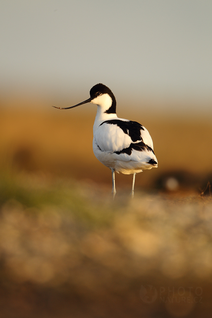 Pied Avocet (Recurvirostra avosetta), Texel