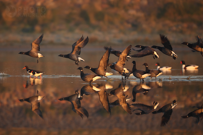 Brent Goose (Branta bernicla), Texel