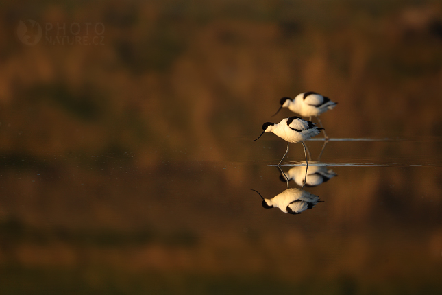 Pied Avocet (Recurvirostra avosetta), Texel