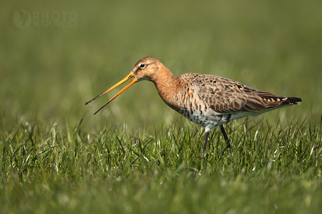 Black-tailed Godwit (Limosa limosa), Texel