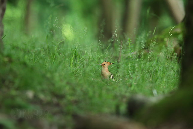 Hoopoe