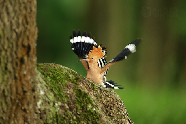 Hoopoe