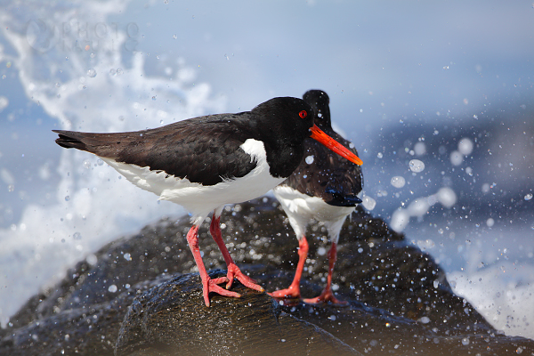 Ústřičník velký (Heamatopus ostralegus), Norsko