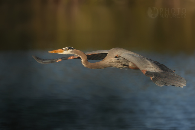 Volavka velká (Ardea herodias), Venice Florida