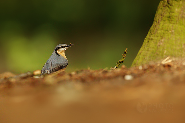 Eurasian Nuthatch 