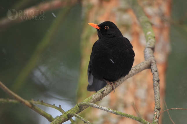 Common Blackbird