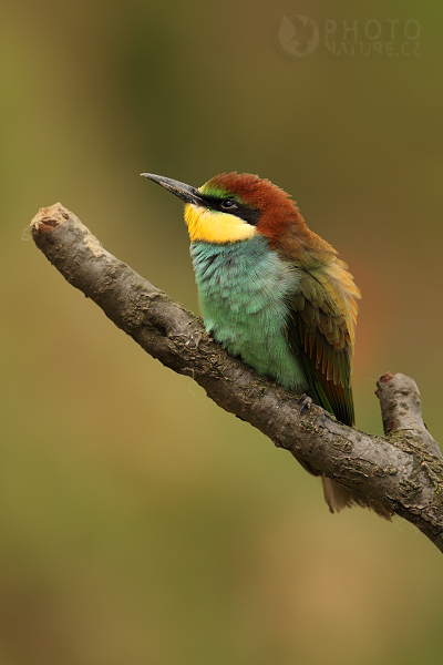 Vlha pestrá (Merops apiaster), jižní Morava