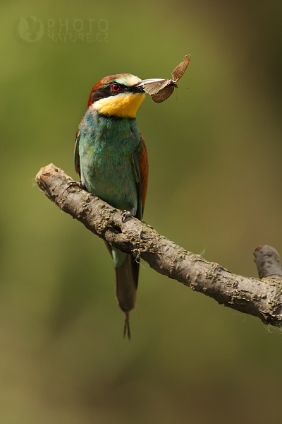 Vlha pestrá (Merops apiaster), jižní Morava