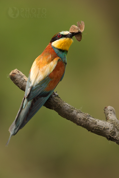 Vlha pestrá (Merops apiaster), jižní Morava