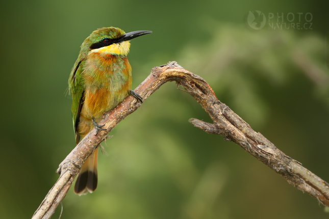 Vlha malá (Merops pusillus), Okawango