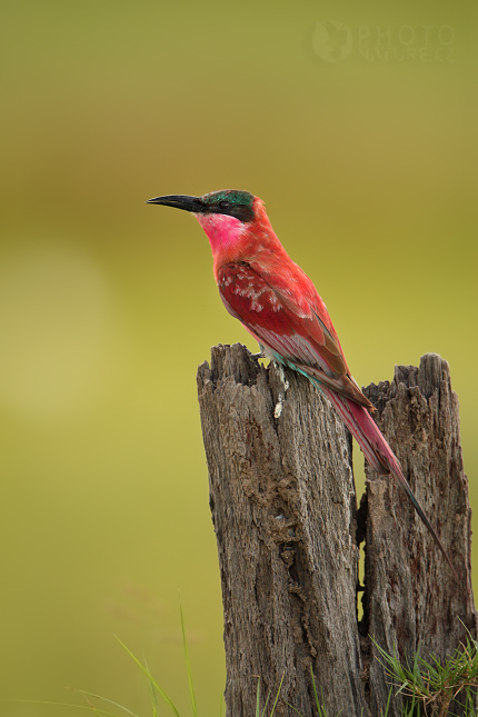 Vlha núbijská (Merops Nubicoides), Okawango