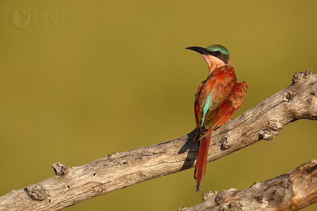 Vlha núbijská (Merops Nubicoides), Okawango