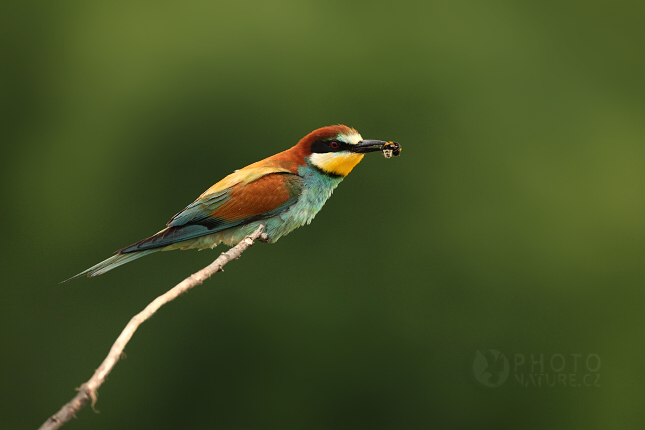 European Bee-eater