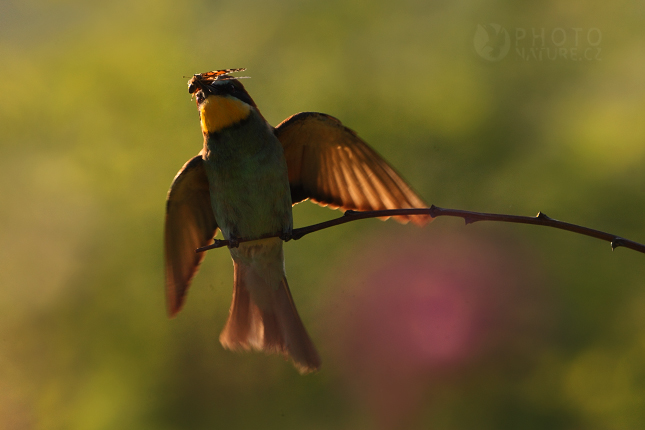 European Bee-eater