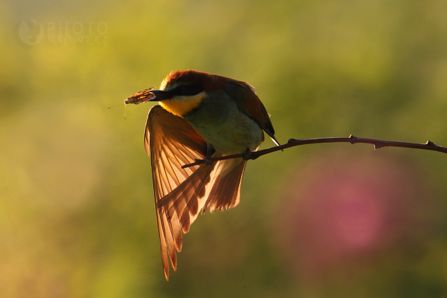 European Bee-eater