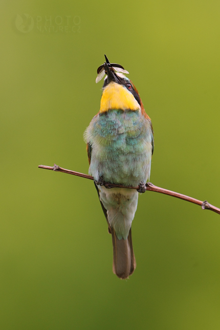 European Bee-eater