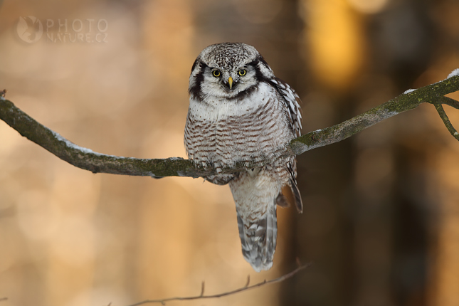 Northern Hawk Owl (Surnia ulula), Česko