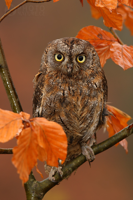 Výreček malý (Otus scops), Česko