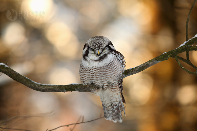 Northern Hawk Owl (Surnia ulula), Česko