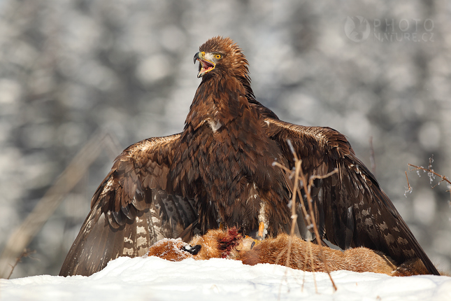 Golden Eagle (Aquila chrysaetos), Česko