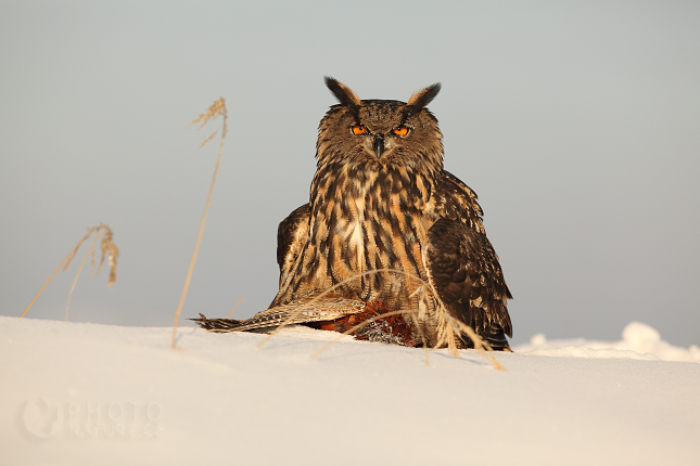 Eurasian Eagle Owl (Bubo bubo), Česko