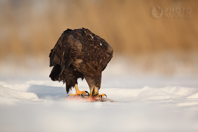 White-tailed Eagle (Haliaeetus albicilla), Česko