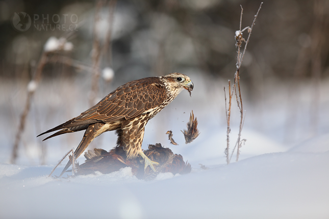 Saker Falcon (Falco cherrug), Česko