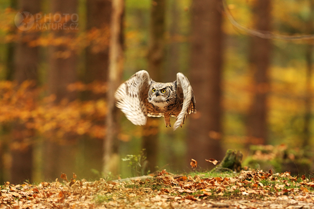 Great Horned Owl