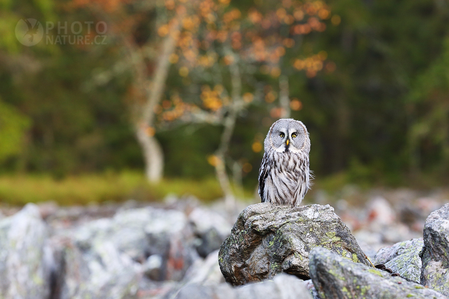 Ural owl